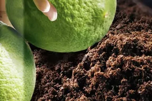 Hand legt Zitrone auf Erde